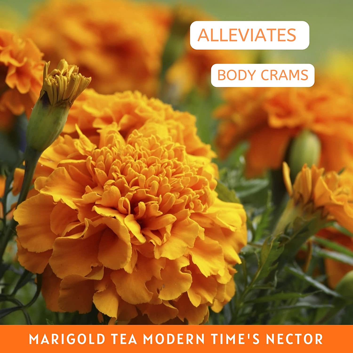 Havintha Natural Dried Marigold Flower Tea | Good Antioxidant | Marigold Tea -  1.7 oz | 0.1 lb | 50 gm